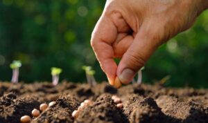 «Слуги народу» підготували атомну бомбу для сільського господарства