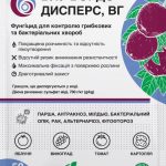 Блу Бордо Дисперс