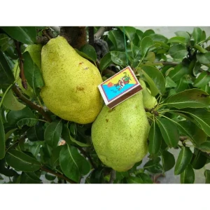 Груша  Листопадова ( Ноябрська )