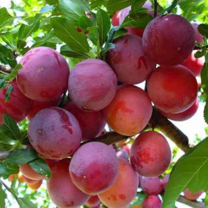 Слива Ренклод Альтана