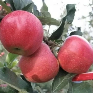 Яблуня Саммер Ред