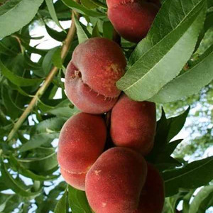 Персик Сатурн (інжирний) 3 річний