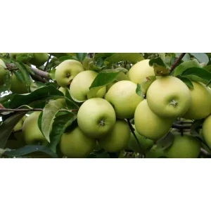 Яблуня Ренет Симиренка (Семеренка, Семеринка, Симиренка)