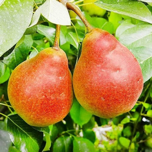 Груша Улюблениця Клаппа