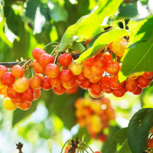 Черешня Присадибна