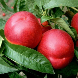 Нектарин Харблейз