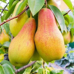 Груша Тангарська Красуня