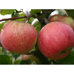 Яблуня Чемпіон