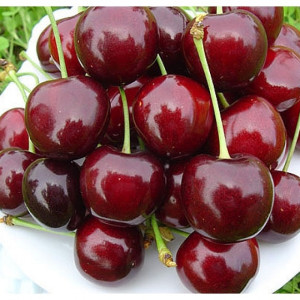 Черешня Ярославна