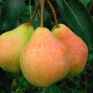 Груша Говерла