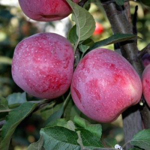 Яблуня Флоріна