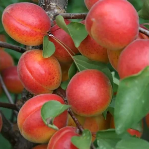 Абрикос Харогем