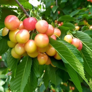 Черешня Легенда Млєєва