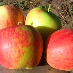 Яблуня Целесте ( Целеста )