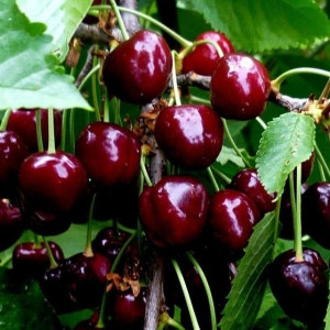 Черешня Меркант