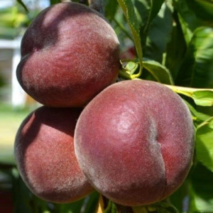 Персик Роял Маджестік