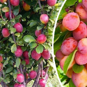 Слива Імперіал (колоновидна)