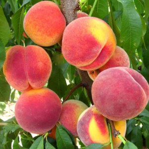 Персик Топ Світ