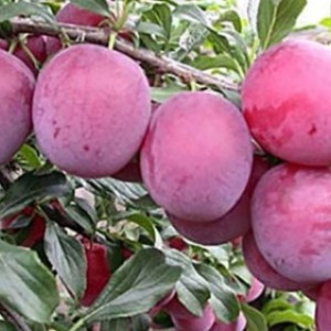 Слива Киргизька пречудова