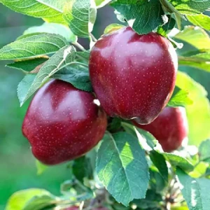 Яблуня Ред Делішес