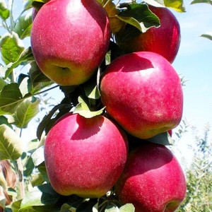 Яблуня Моді