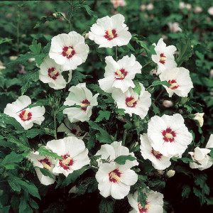 Гібіскус сірійський