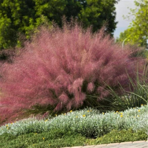 Мюленбергія Ревершона Undaunted Андонтед