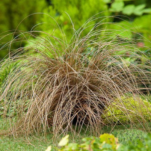 Осока власоподібна Бронз Форм (Bronze Form)