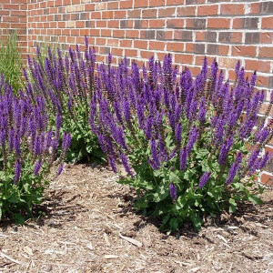 Шавлія дібровна "Карадонна"