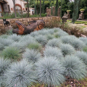 Костриця сиза (Вівсяниця сиза)