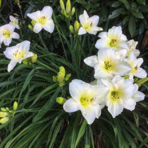 Лілійник гібридний Джоан Синьйор (Joan Senior)