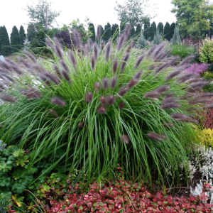 Пеннісетум лисохвостий Блек Б'юті (Black Beauty)