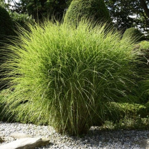 Міскантус  Грацілімус