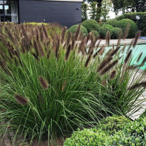 Пеннісетум лисохвостий Ред Хед (Red Head)