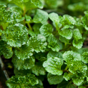 М’ята кучерява