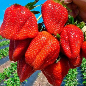 Полуниця "Азія"