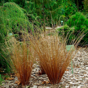 Осока Буханана "Firefox" Фаєрфокс