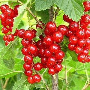 Смородина червона  (Порички) "Роднеус"