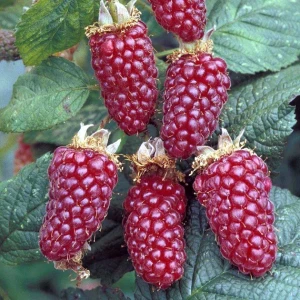 Малина "Феномен"