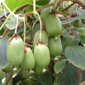 Актинідія "Дон Жуан"