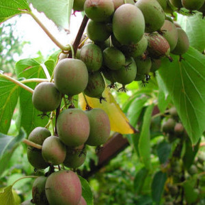 Актинідія "Вейкі"