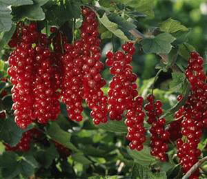 Смородина червона (Порички) "Ровада"