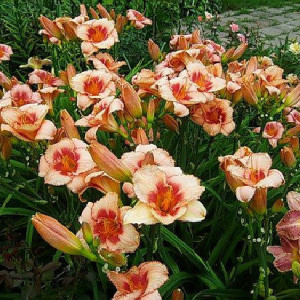 Лілійник гібридний Строберрі Кенді (Strawberry Candy)