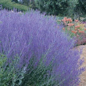 Перовскія "Літл Спайє"