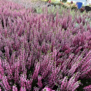 Верес двоколірний