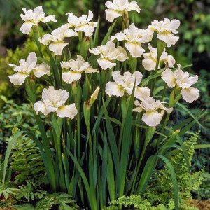 Ірис сибірський "Вайт Свірл"