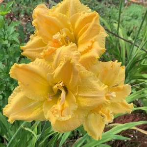 Лілейник гібридний "Логнфілдс Максім"