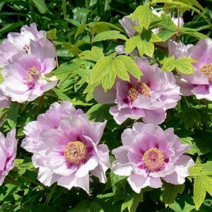 Півонія деревовидна (сіянець)