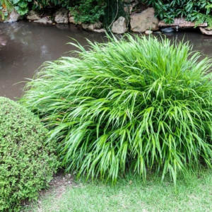 Хаконехлоя велика