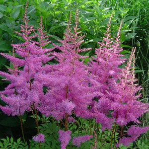 Астильба арендса "Аметист"
